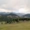 elk herd meadows under the Sangre de Cristos