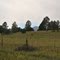 a flock of wild turkeys in Las Animas County