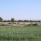 Ahmet's onion field outside Ishtihan