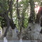 Vodil - the oldest and biggest tree in Uzbekistan
