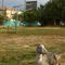 Yard Doody