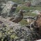 Ptarmigan are just as interested in people... , Longs Peak, Rocky Mountain National Park, Colorado