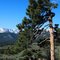 Flag Tree, Upper Beaver Meadows, Rocky Mountain National Park