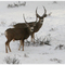Deer in winter at entrance to Rocky Mountain National Park