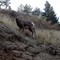 Wild life in Arugua Gulch south of Cripple Creek CO
