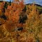 Orange Aspen on the Road to Cripple Creek