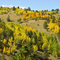 SR67, road to Cripple Creek