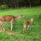 Near the Skyline Drive in Virgina