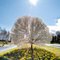 Sun, Tree, and Daffodils