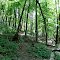 Andy Layne Trail