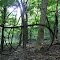 Twisting Vine on Andy Layne Trail