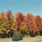 Fall Colors