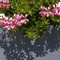 Flowerbox / Shadowbox