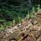 New life on an old stump