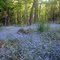 A Sea of Blue in the Forest.......Forget Me Nots