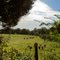 Cattle Field, Goochland County, VA.