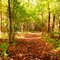 Wintergarden Woods Trail