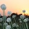onion flowers