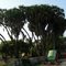  Branching Palm tree called "Hokka" (Hyphaene Indica), Diu
