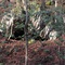 Small Natural Cave near Creek