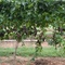 Sycamore Creek Vineyard