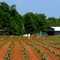Cultivating tobacco--men with hoes