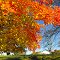 Fall in the Piedmont