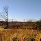 NC Piedmont -- field in late Fall