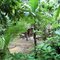 ELEPHANT SAFARI PARK  DANS UN PARC TROPICAL