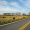 Moo, Charlotte County, VA