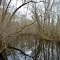 VIRGINIA: ISLE OF WIGHT COUNTY: Rattlesnake Creek in Rattlesnake Swamp 2 vertical