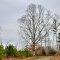 VIRGINIA: ISLE OF WIGHT COUNTY: PONS: a view up Rattlesnake Trail (S.R. 646)