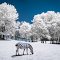 Safari Park Zebra (infrared)