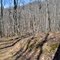 Trail on Coyner Mtn