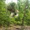 Abandoned House - Comorn, VA
