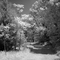 Path of Dreams