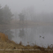 Geese and foggy pond