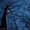 Blue Moon Tree