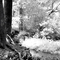 IR Forest Stream