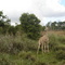 Baby Giraffe