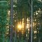 The Splendor of Nature: the power of light