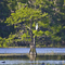 Lake Tohopekaliga