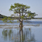Lake Tohopekaliga
