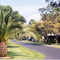 Cypress Cove - Pineapple Palm