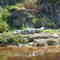Alligator seen from airboat on small island in Lake Tohopekaliga