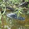Boggy Creek Airboats Gator
