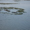 Alligator at Lake Tohopekaliga