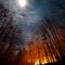 Standing Watch (Nutter Mountain Wildfire)