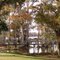 Cypress trees in Lake Harris, Yalaha Fla (12-18-2010)