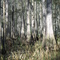 cypress stand, fisheating creek